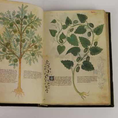 Biblioteca Historia Plantarum Casanatense