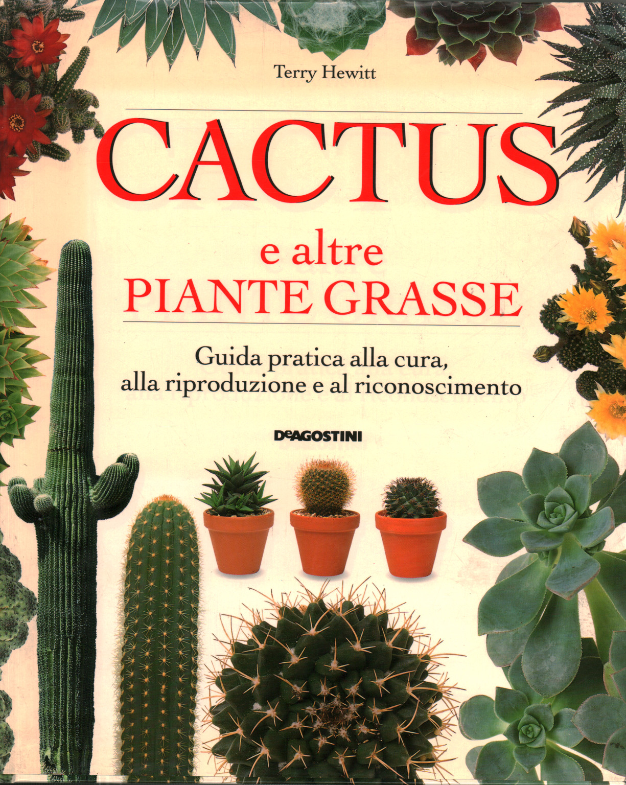 Cactus et autres plantes succulentes, s.un.