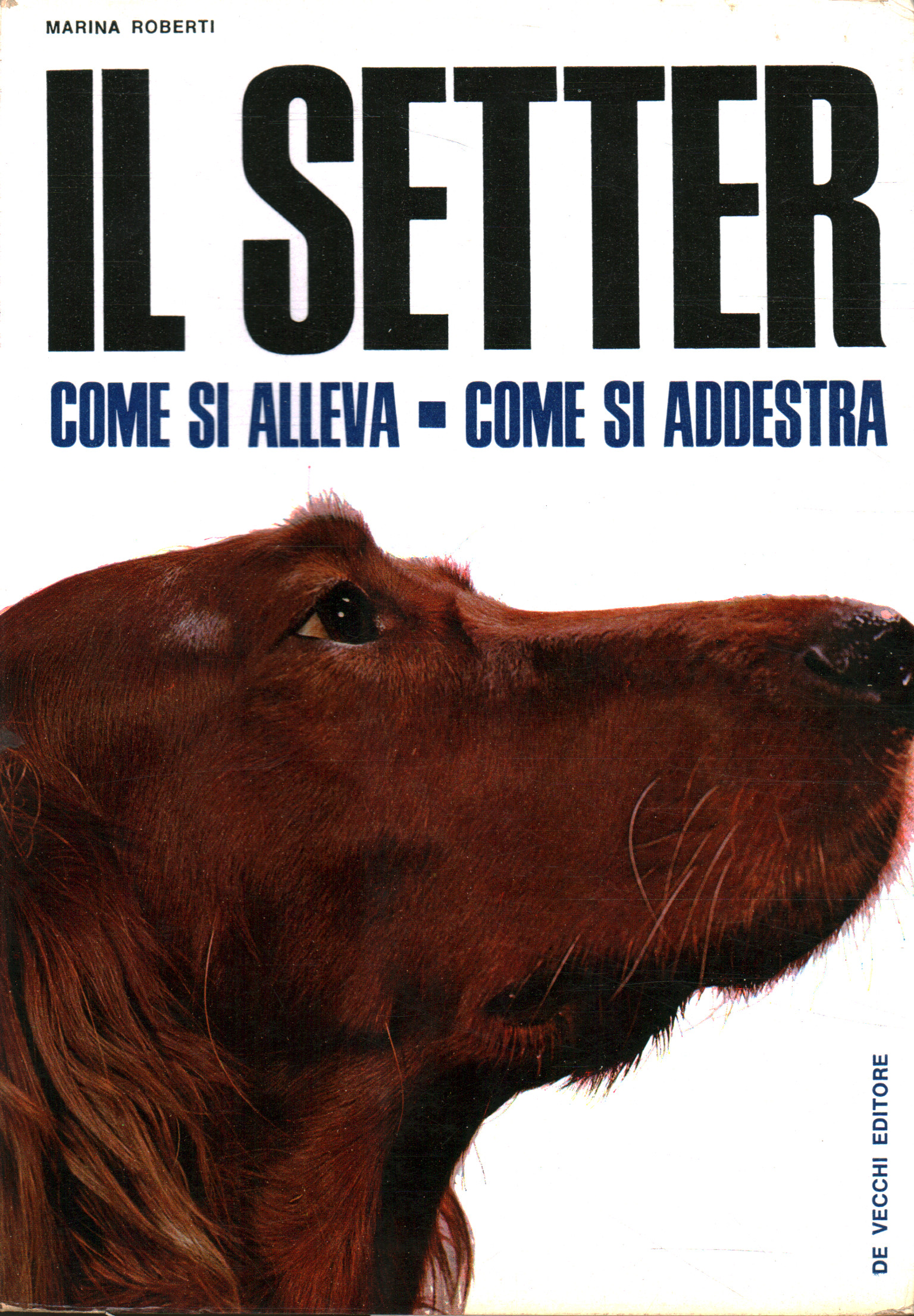 The setter